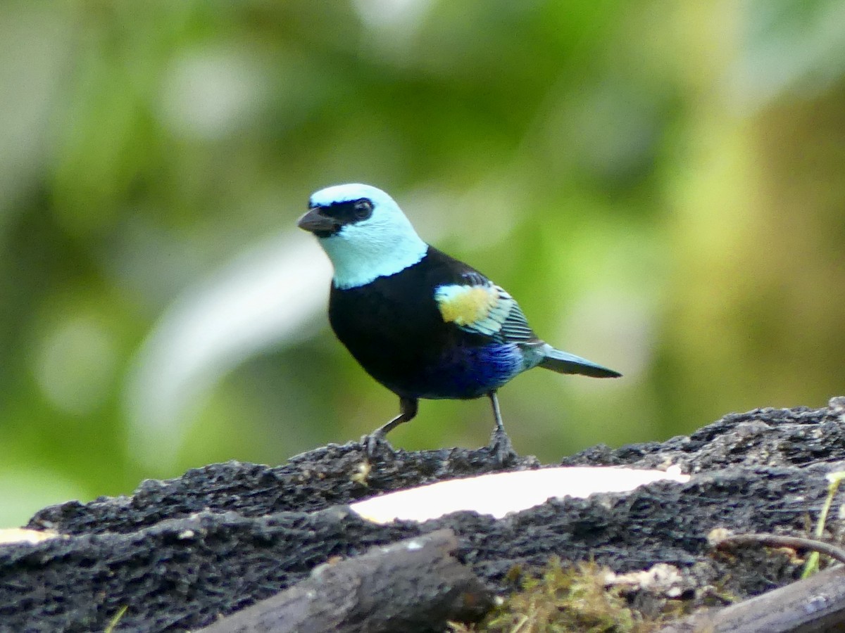 Blue-necked Tanager - ML616767077