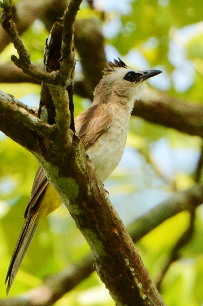 Bulbul Culiamarillo (Sunda) - ML616767110