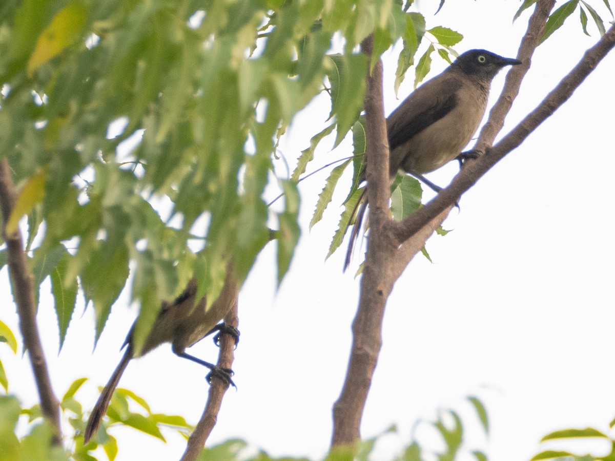 Blackcap Babbler - Gavin Ailes