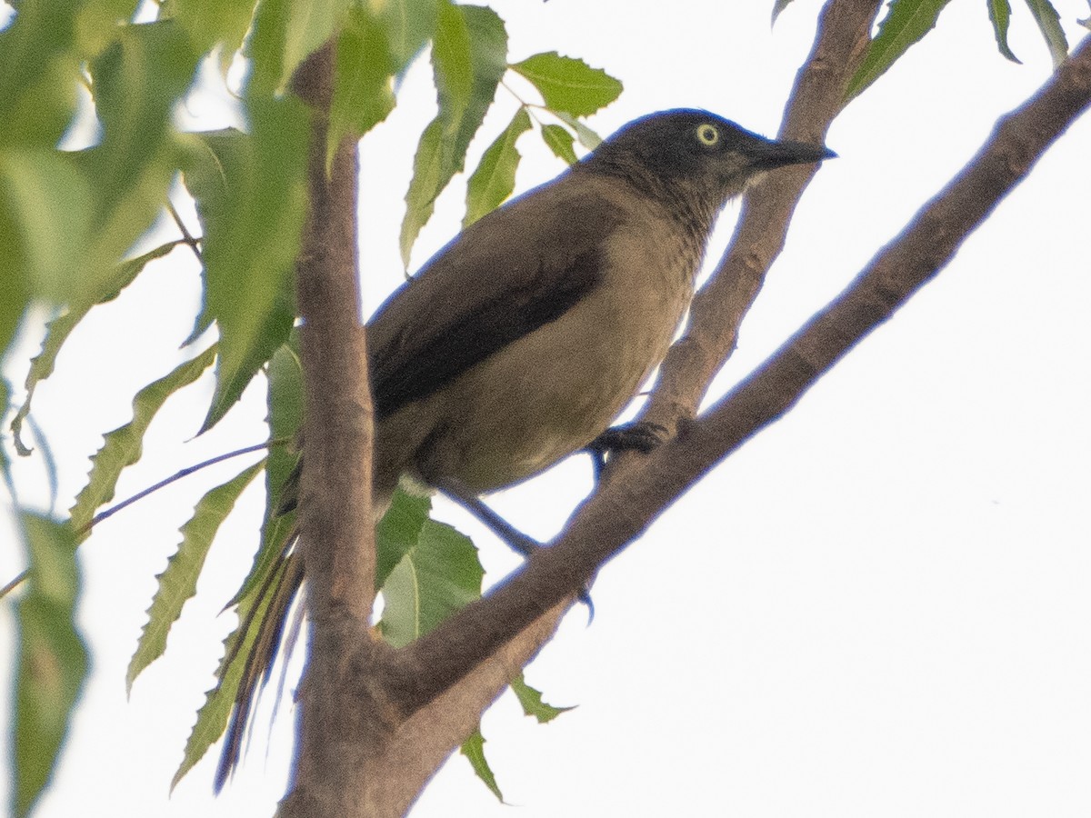 Blackcap Babbler - Gavin Ailes