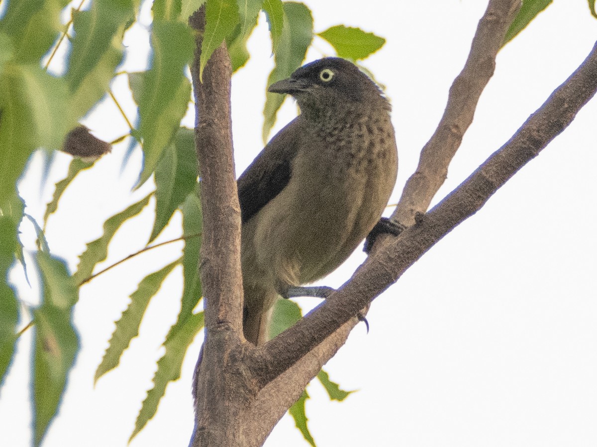 Blackcap Babbler - Gavin Ailes