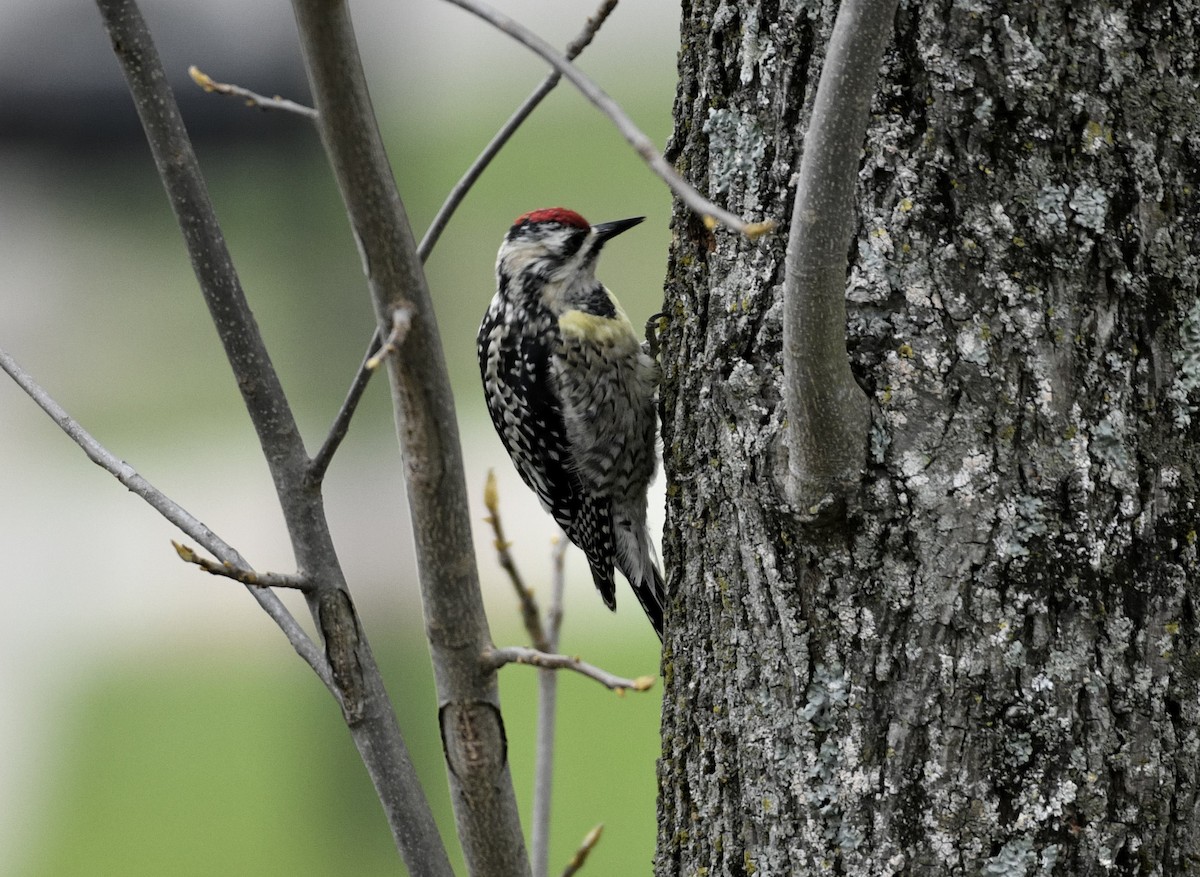 Yellow-bellied Sapsucker - ML616767178