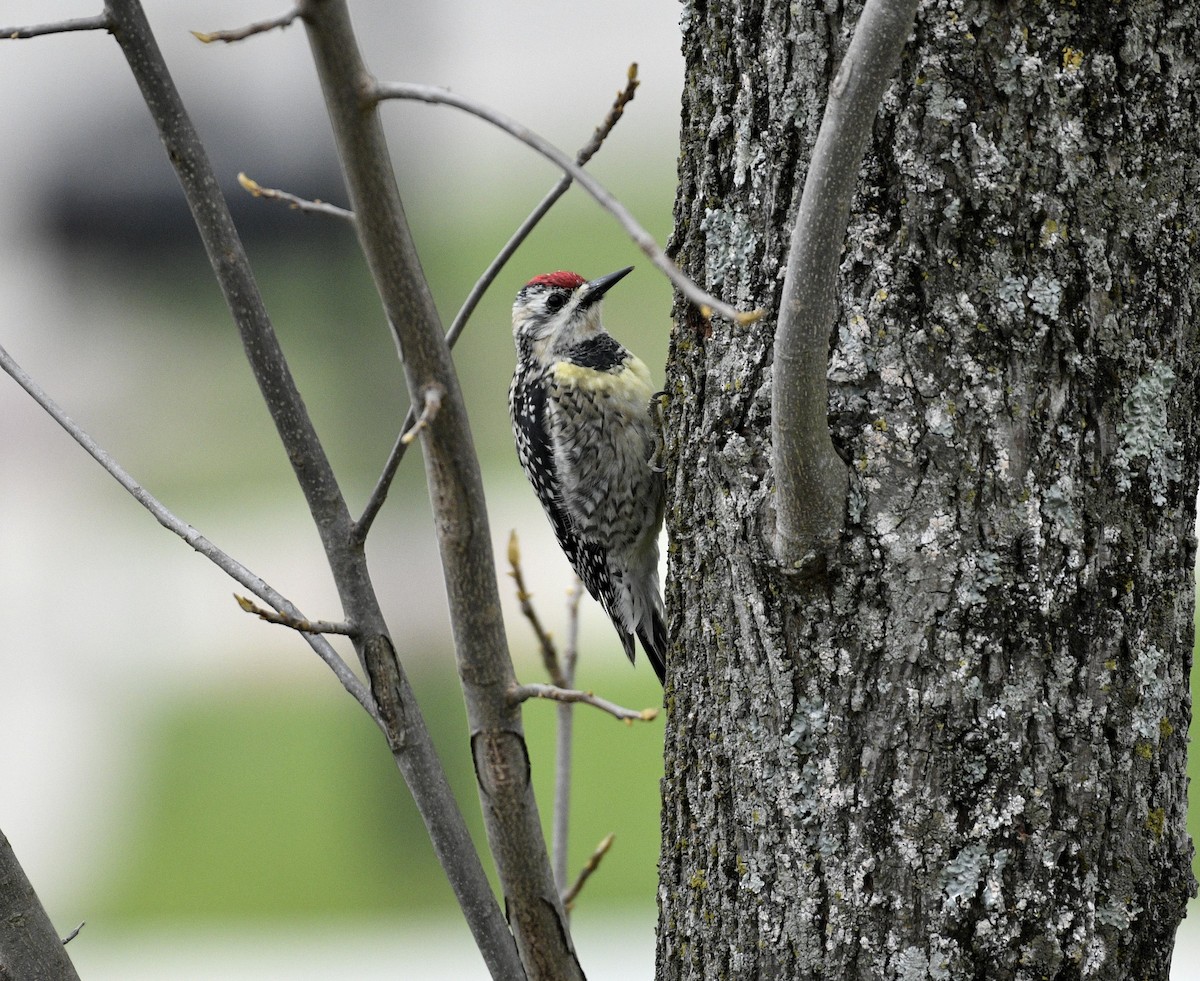 Yellow-bellied Sapsucker - Daniel King