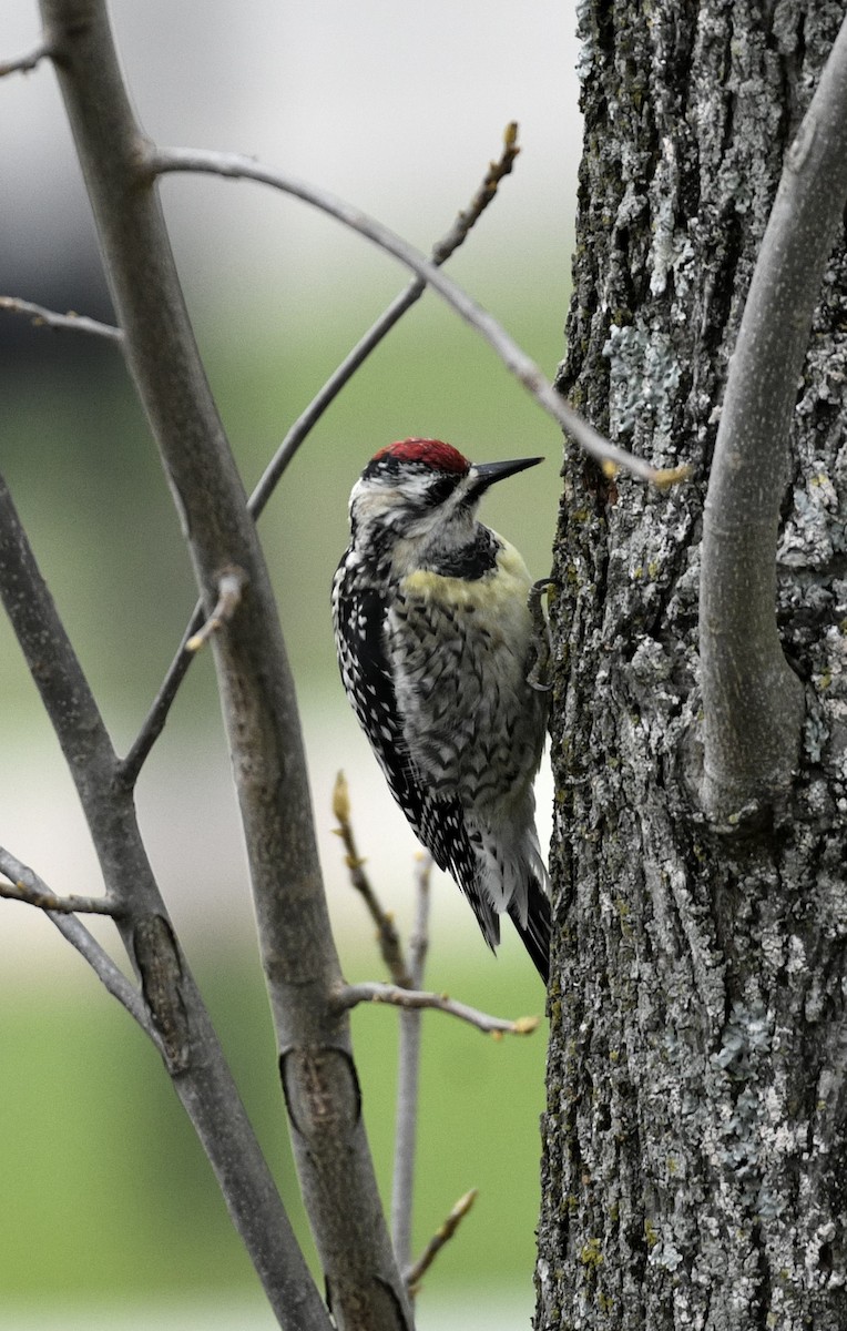 Yellow-bellied Sapsucker - ML616767196