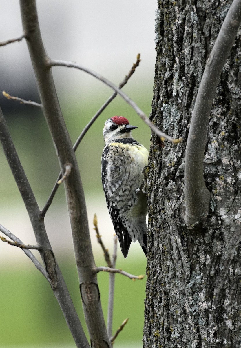 Yellow-bellied Sapsucker - ML616767198