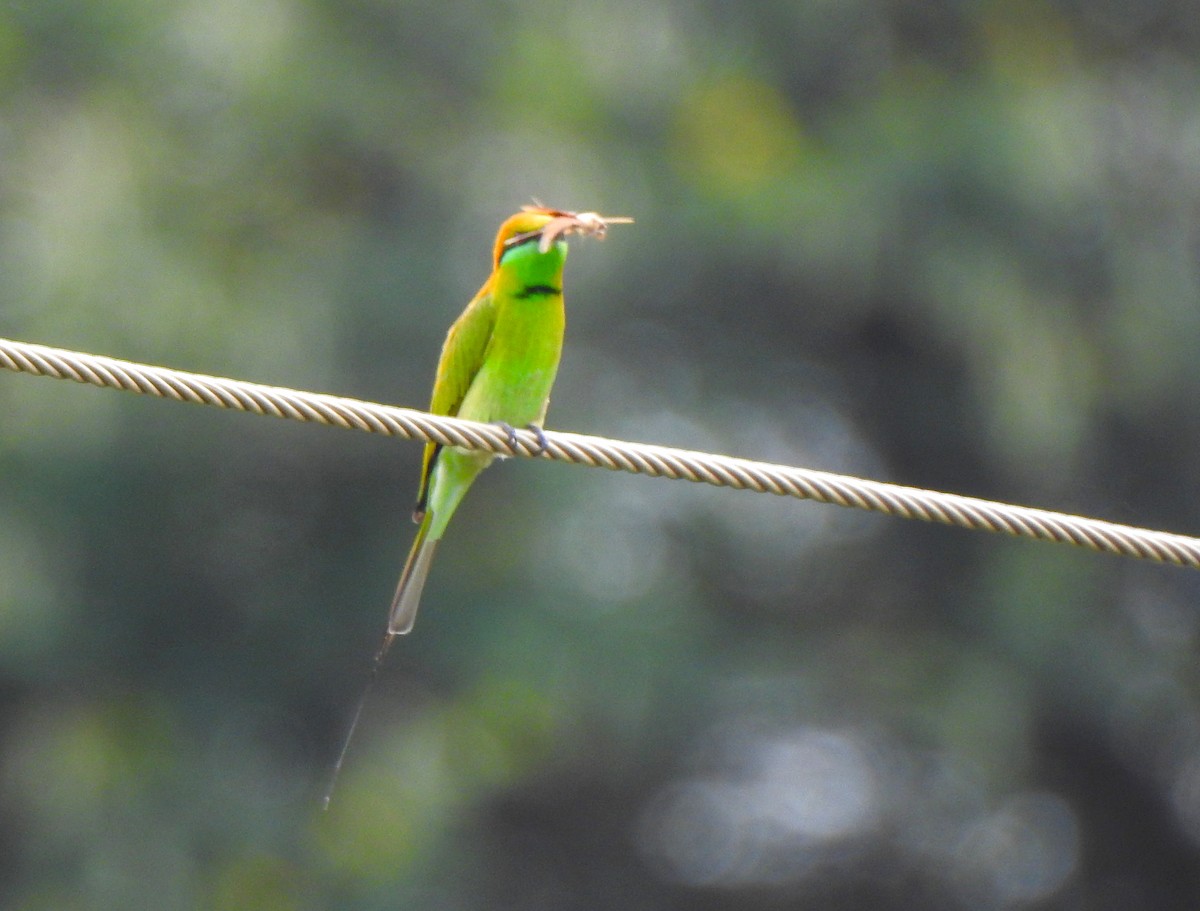 Asian Green Bee-eater - ML616767244