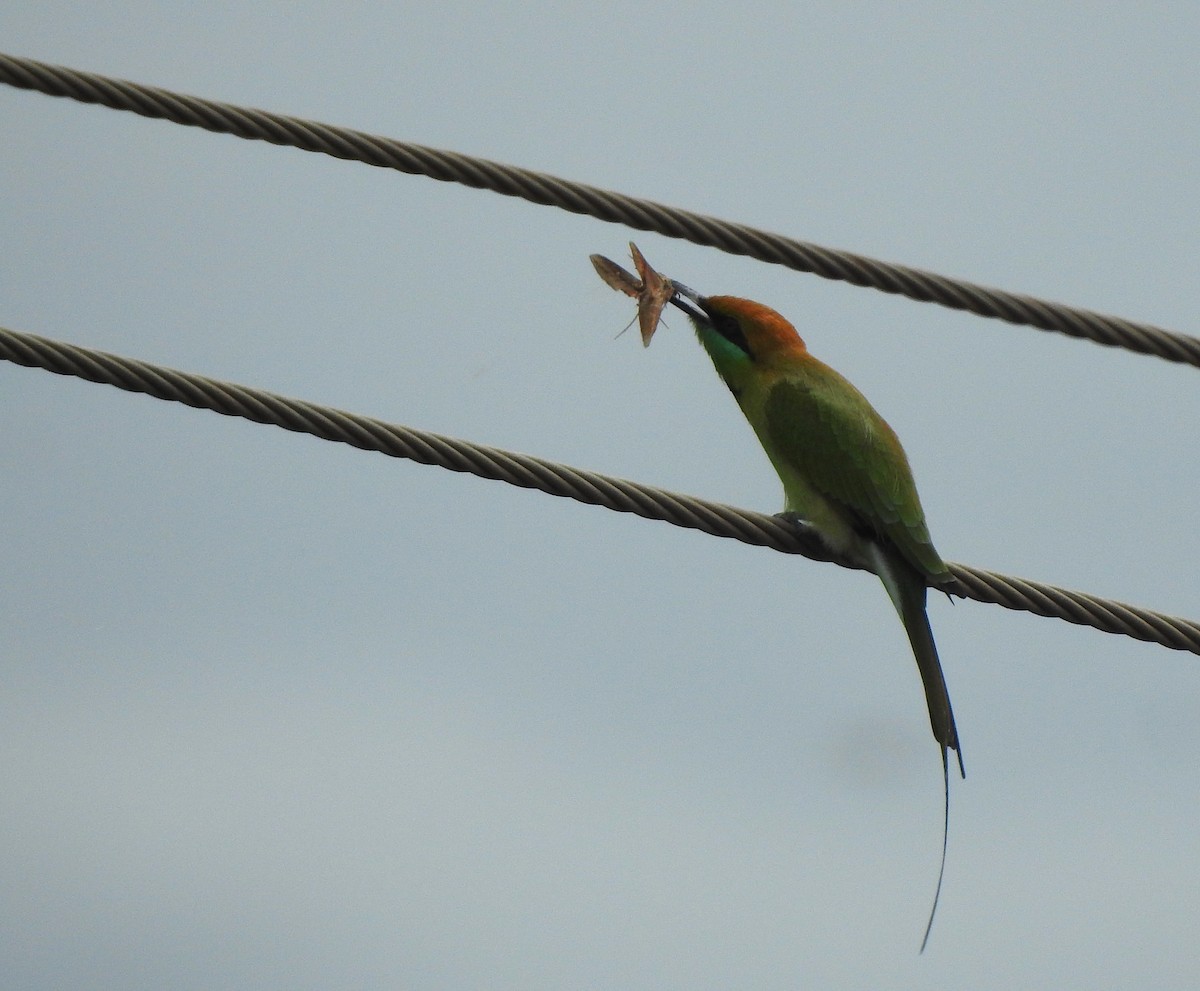 Asian Green Bee-eater - ML616767245