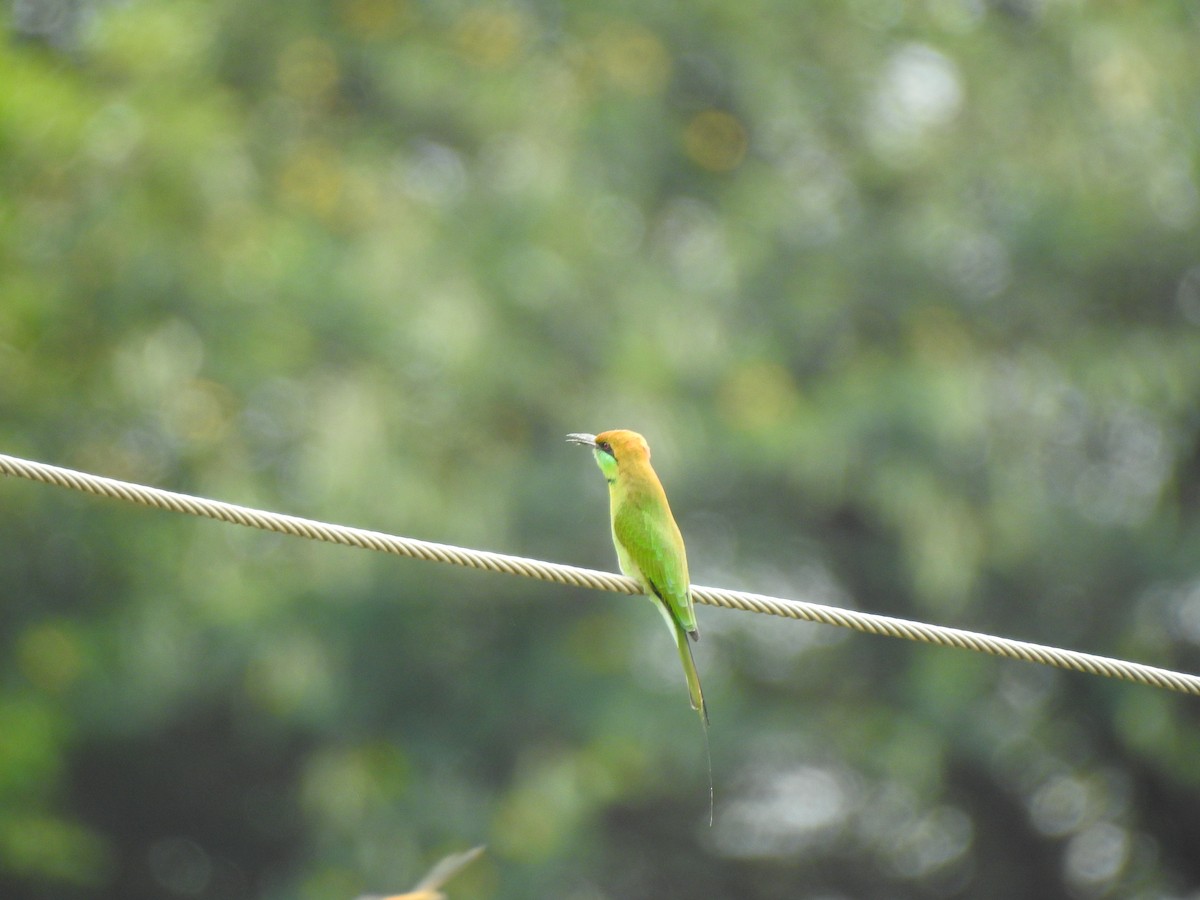 Asian Green Bee-eater - ML616767246