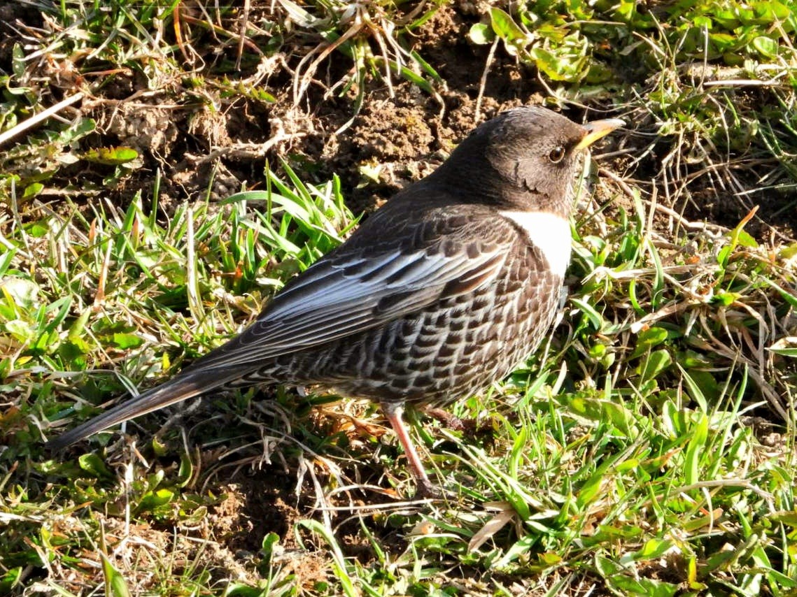 Ring Ouzel - ML616767252