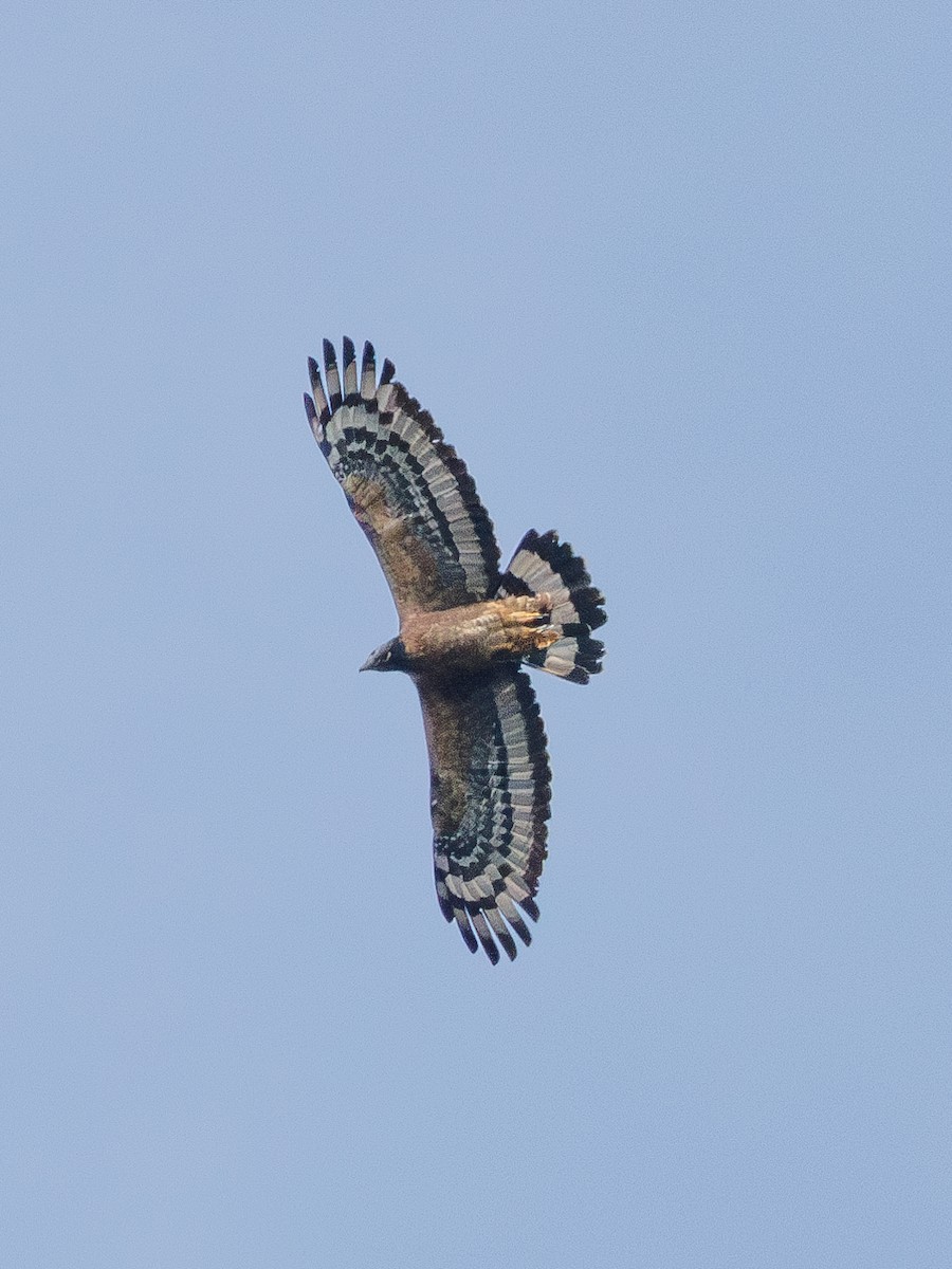 Oriental Honey-buzzard - ML616767276