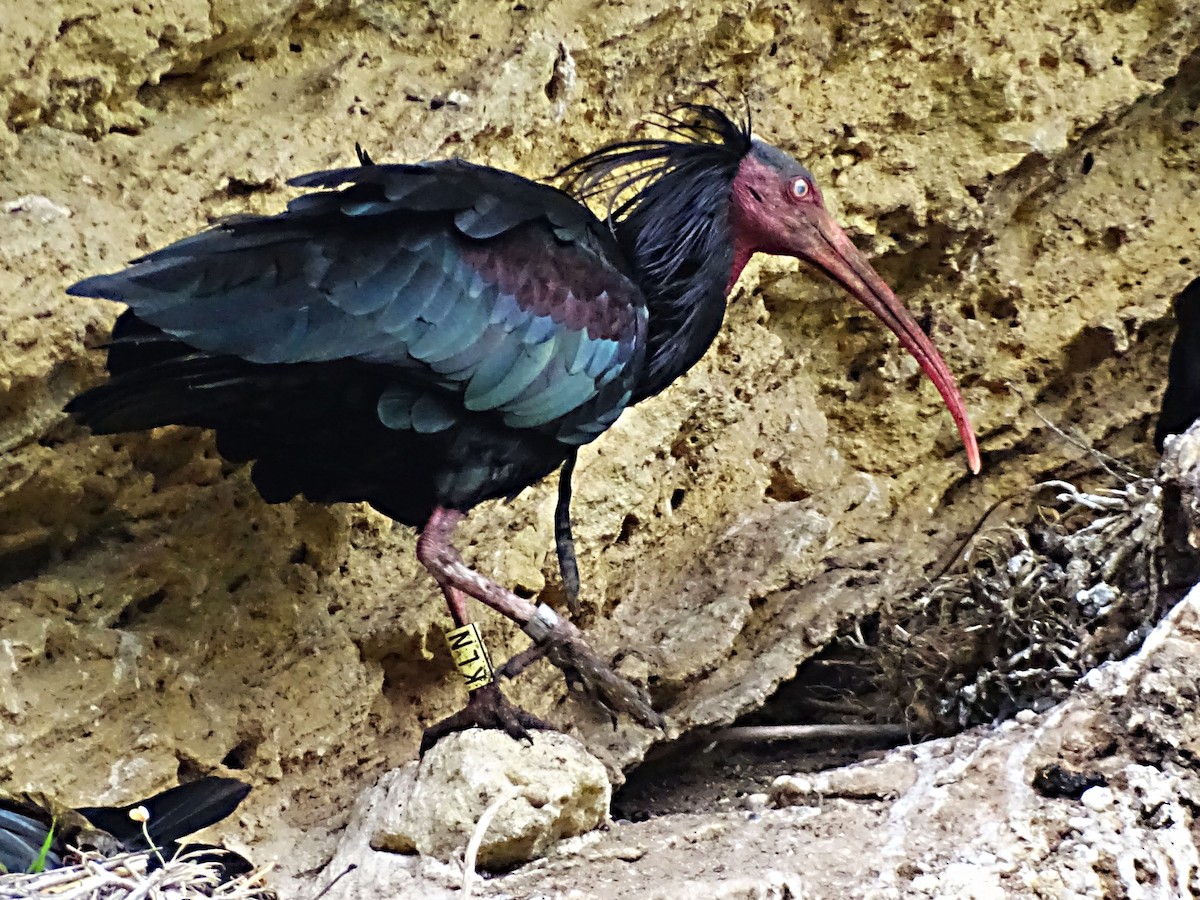 skallet ibis - ML616767315