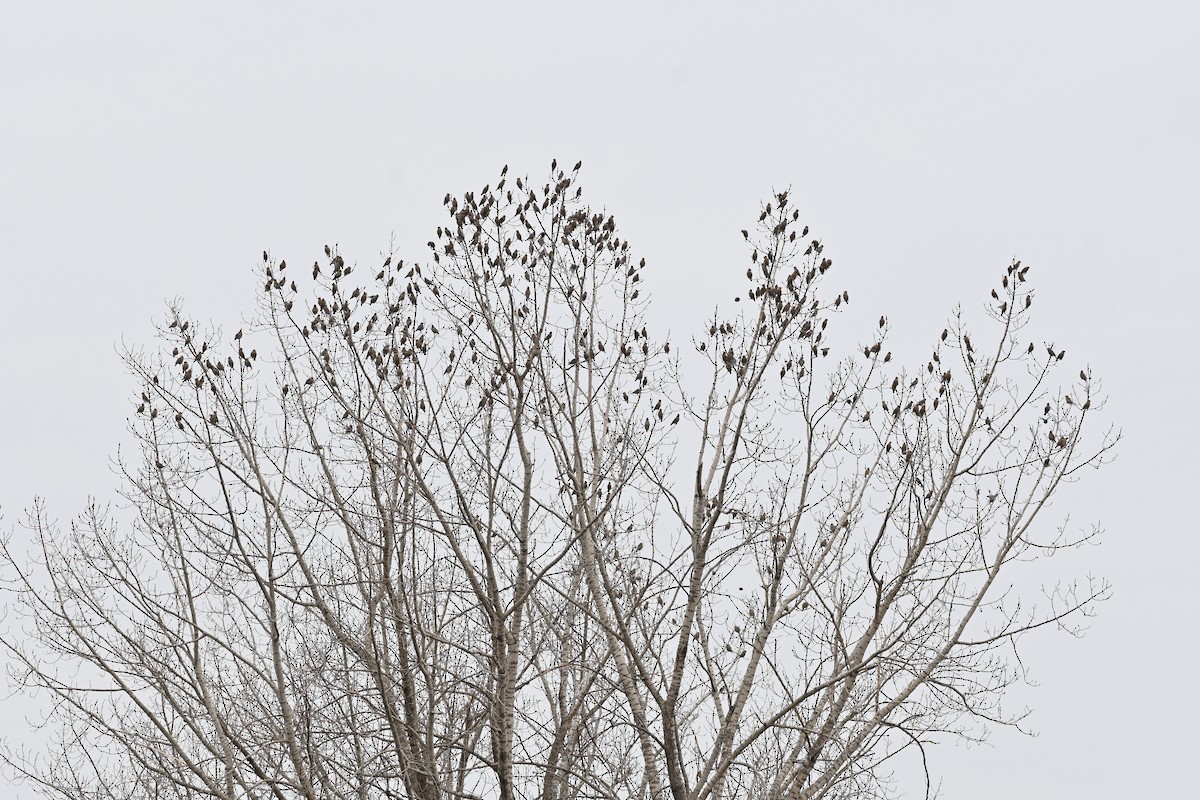 Bohemian Waxwing - ML616767320