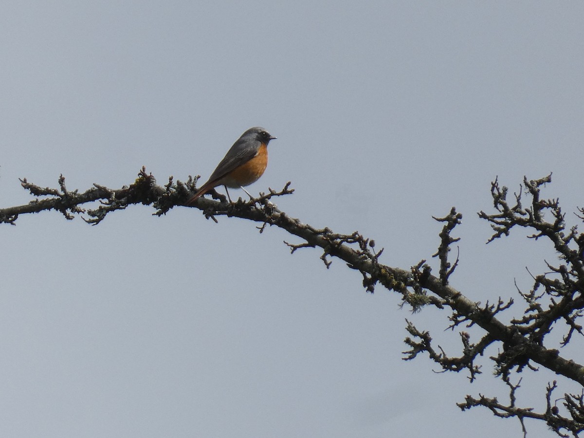 Common Redstart - Lukas Le Grice
