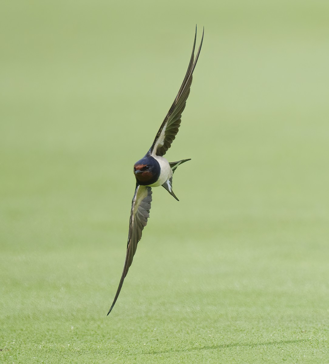 Barn Swallow - Rui Pereira | Portugal Birding