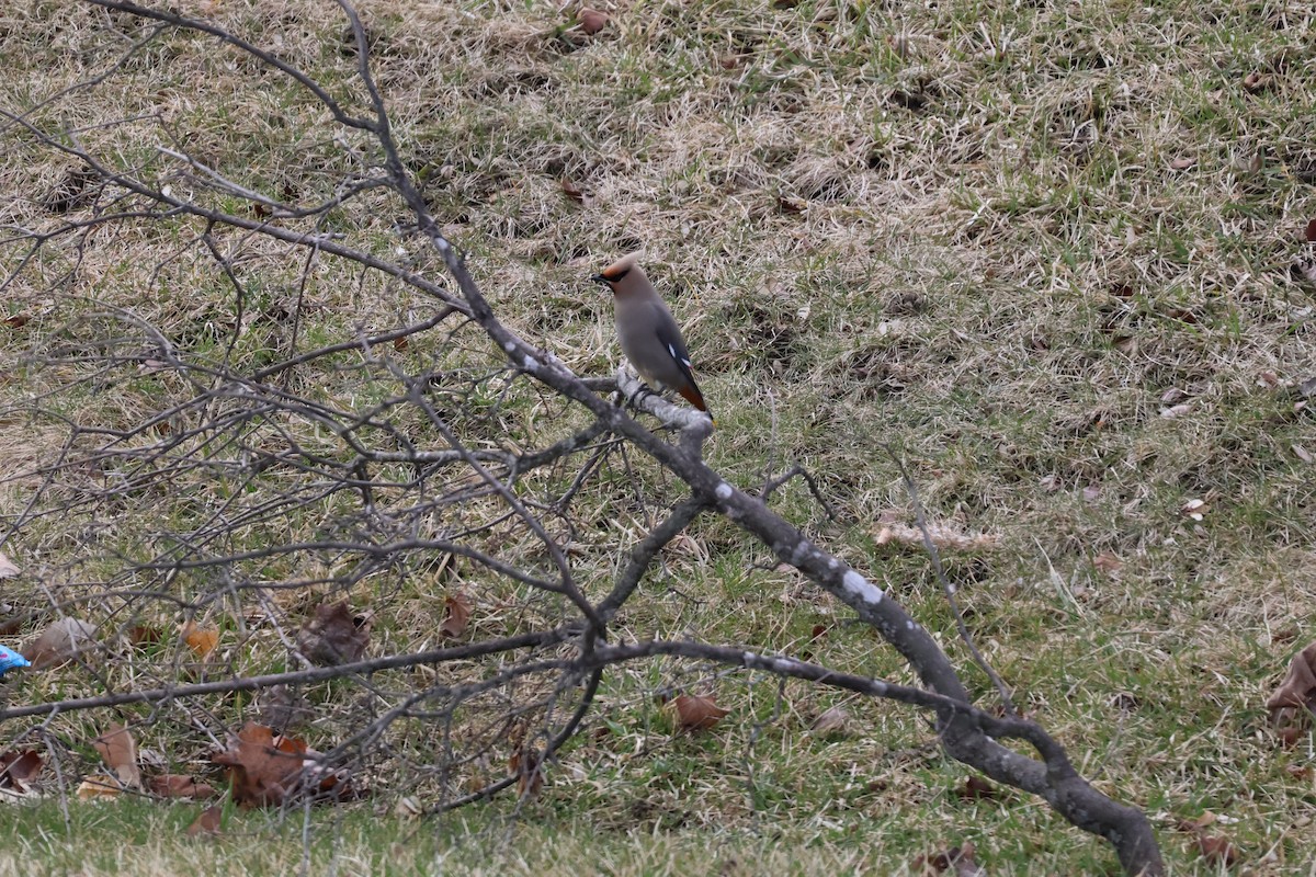 Bohemian Waxwing - The Vermont Birder Guy