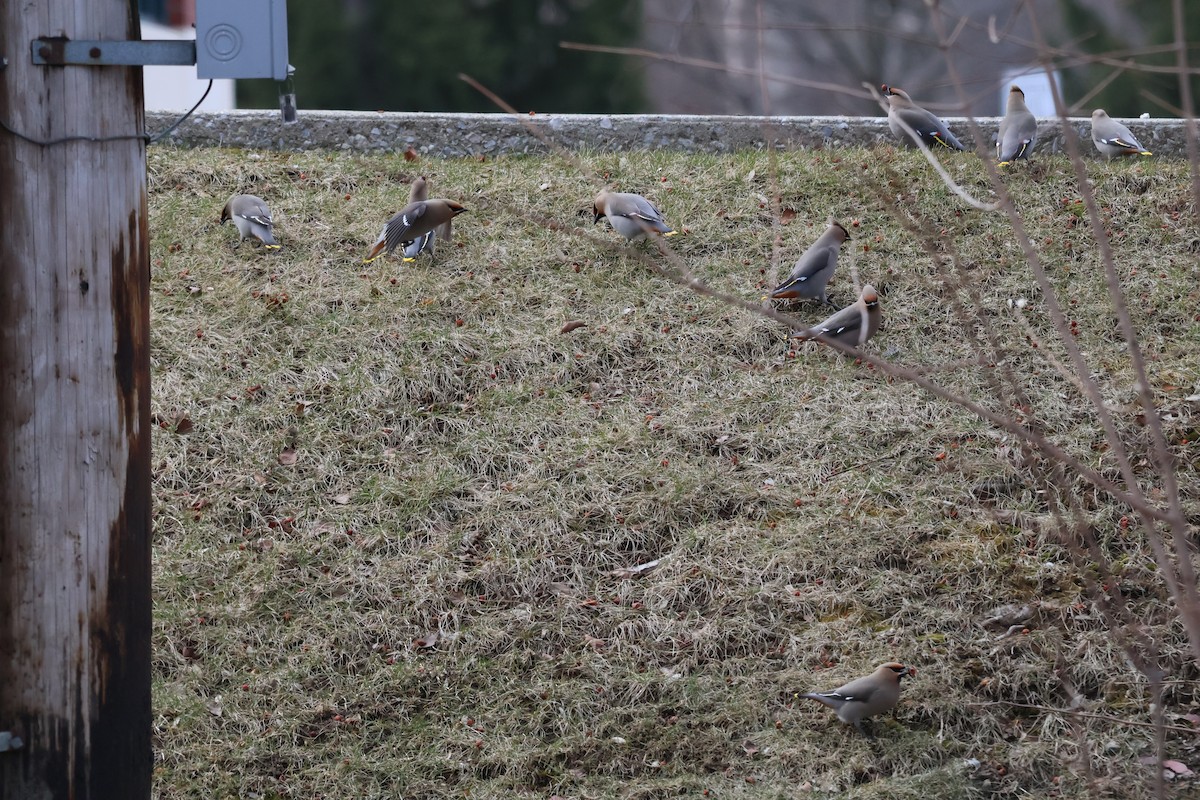 Bohemian Waxwing - The Vermont Birder Guy