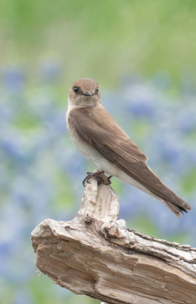 Northern Rough-winged Swallow - ML616767370