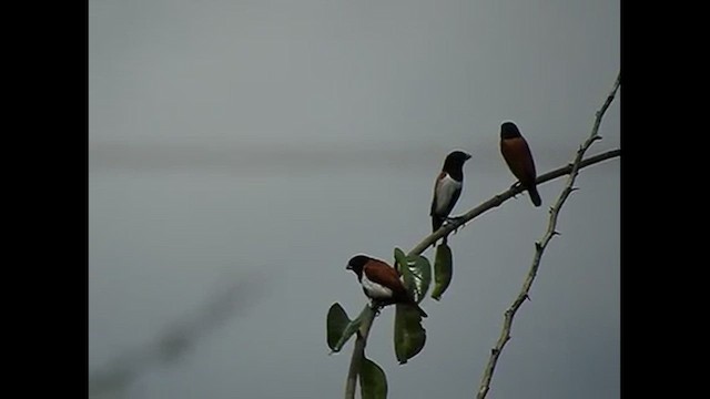 Tricolored Munia - ML616767387