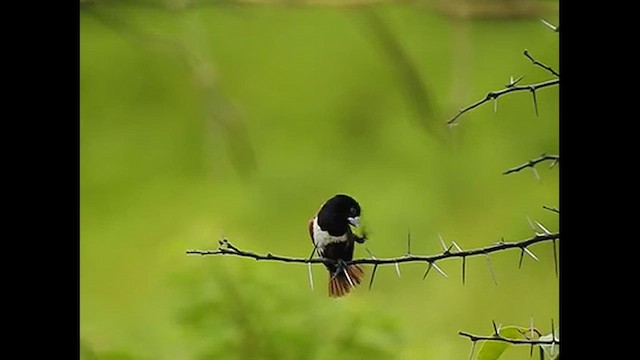 Tricolored Munia - ML616767391