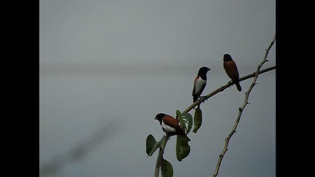 Tricolored Munia - ML616767392