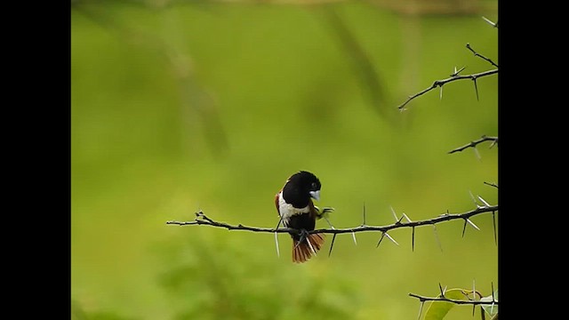 Tricolored Munia - ML616767393