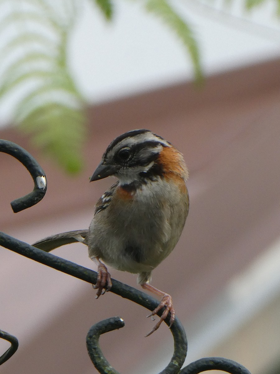 Rufous-collared Sparrow - ML616767412