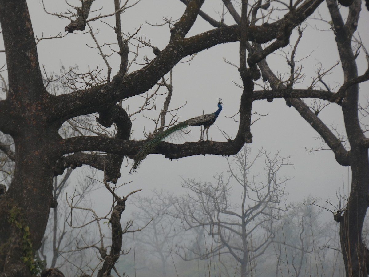 Indian Peafowl - ML616767417