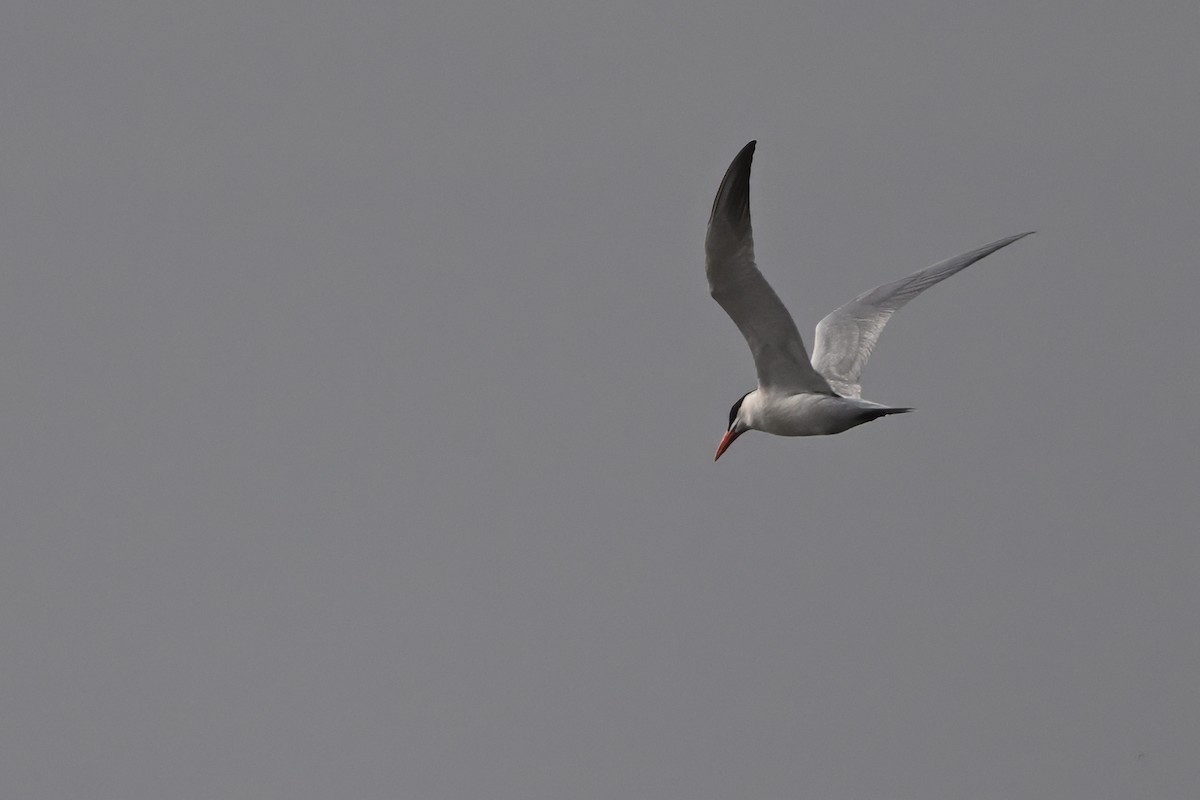 Caspian Tern - ML616767432