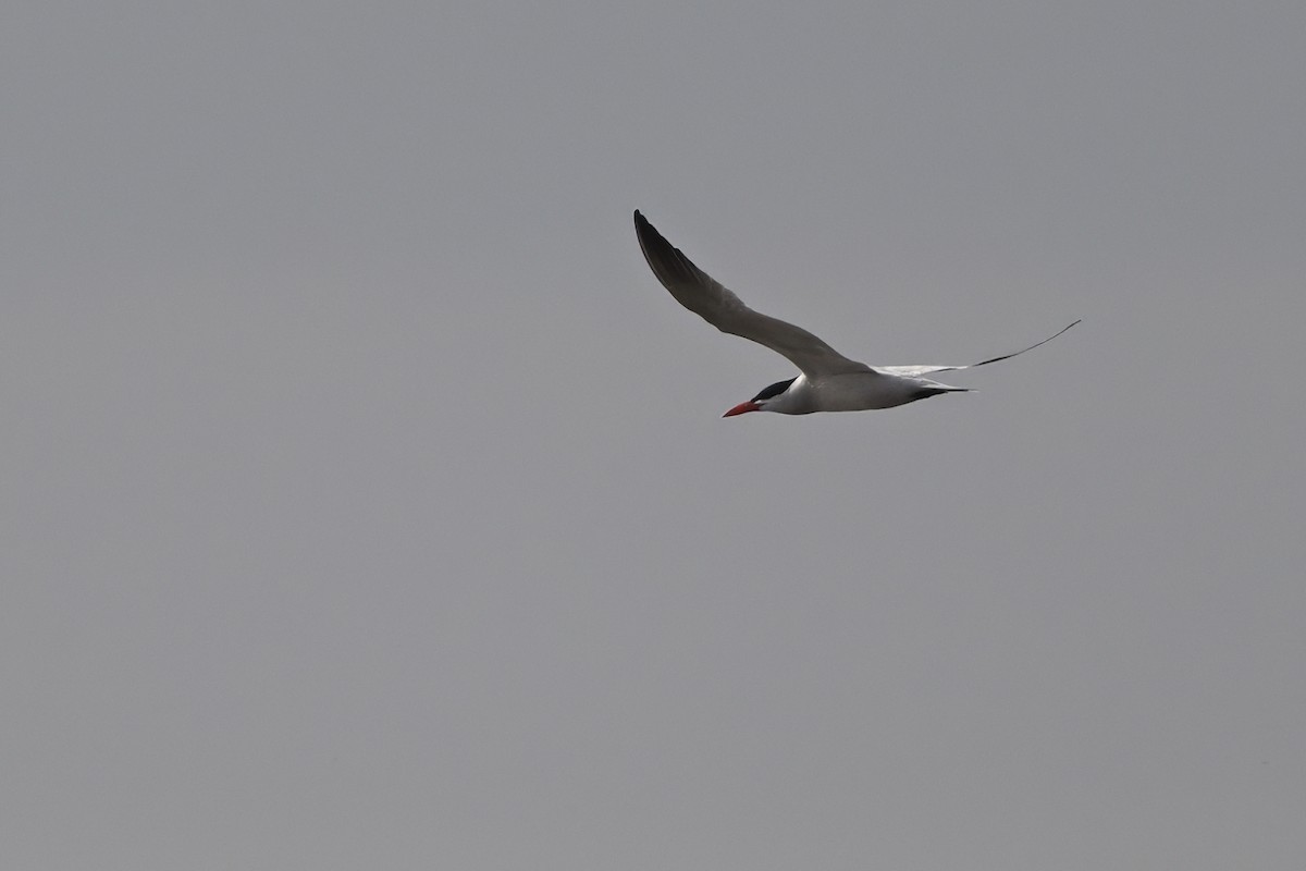 Caspian Tern - ML616767433