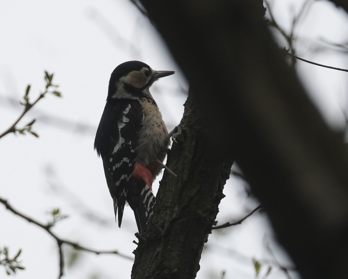 Great Spotted Woodpecker - ML616767474