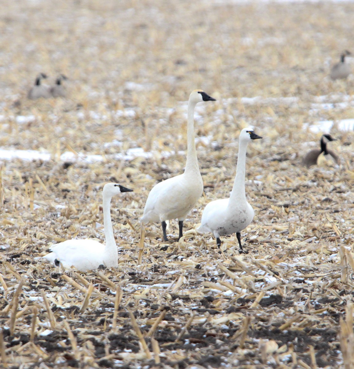 Trumpeter Swan - ML616767525