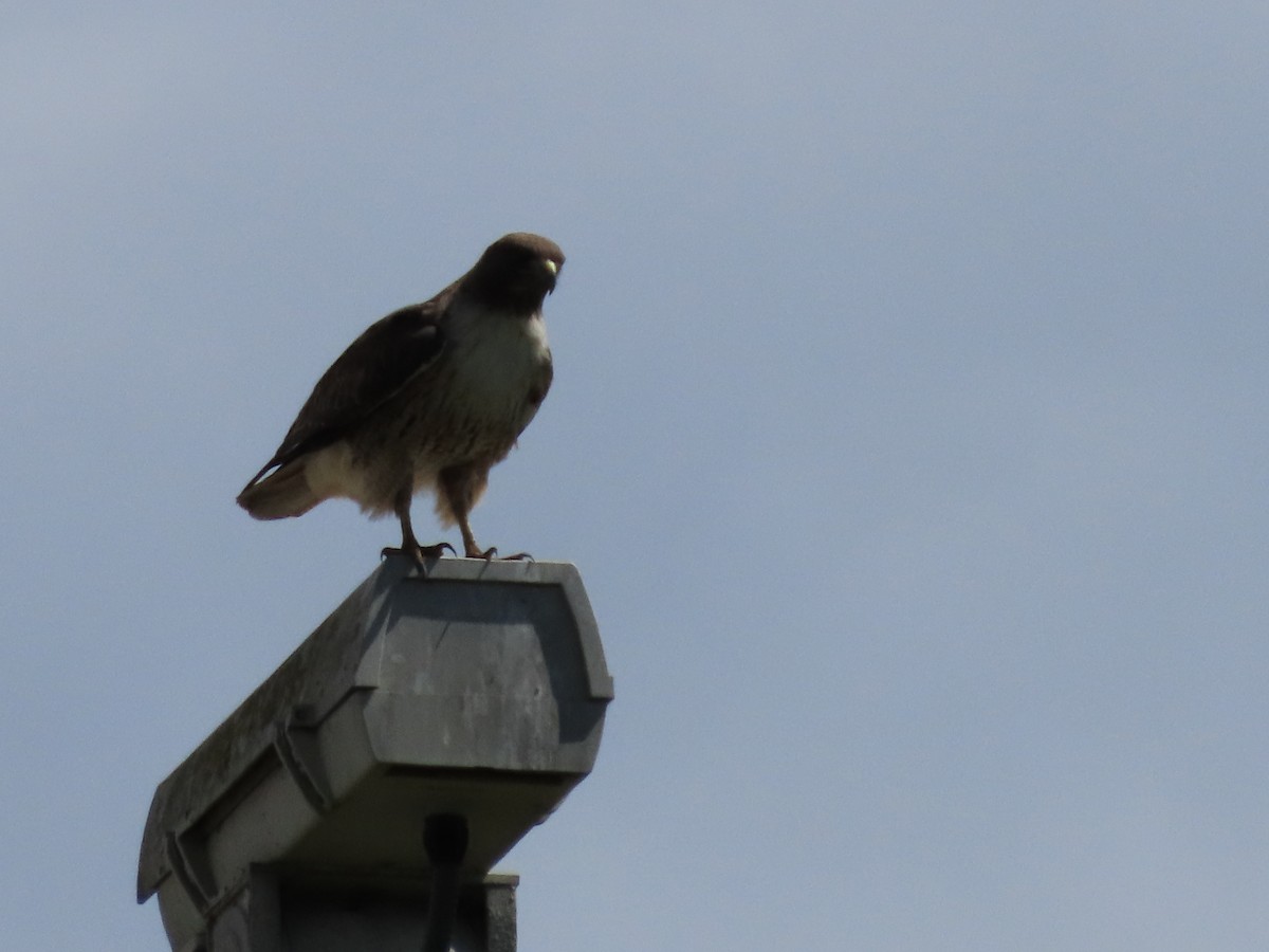 Red-tailed Hawk - Martha Pallin