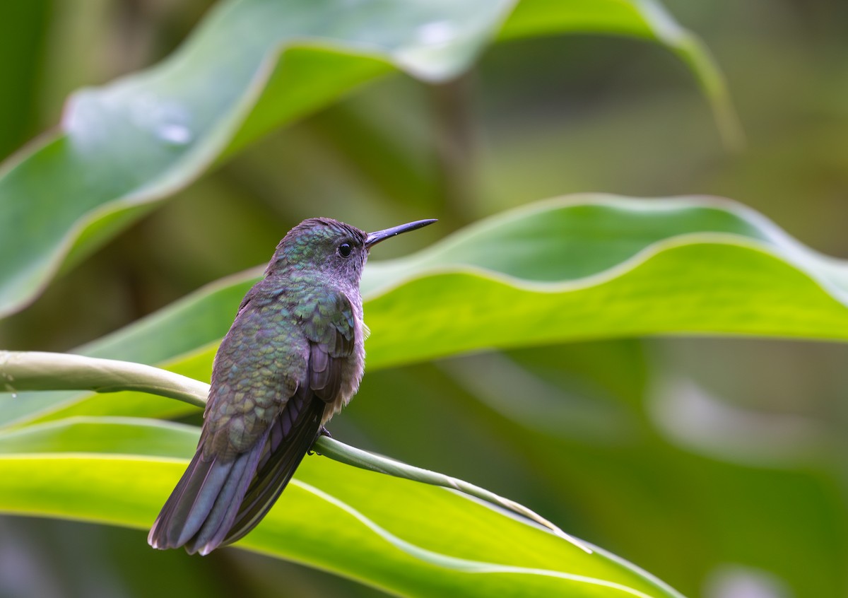 kolibřík skvrnitoprsý - ML616767552