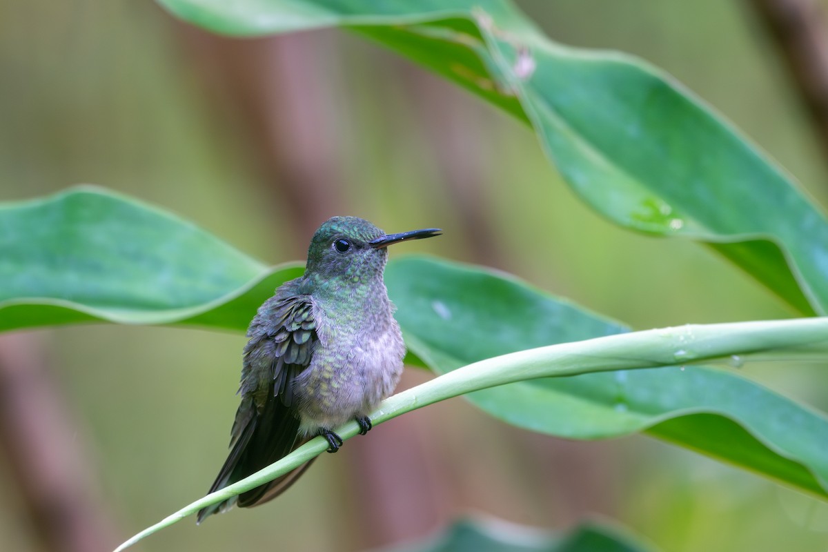 Scaly-breasted Hummingbird - Herb Elliott