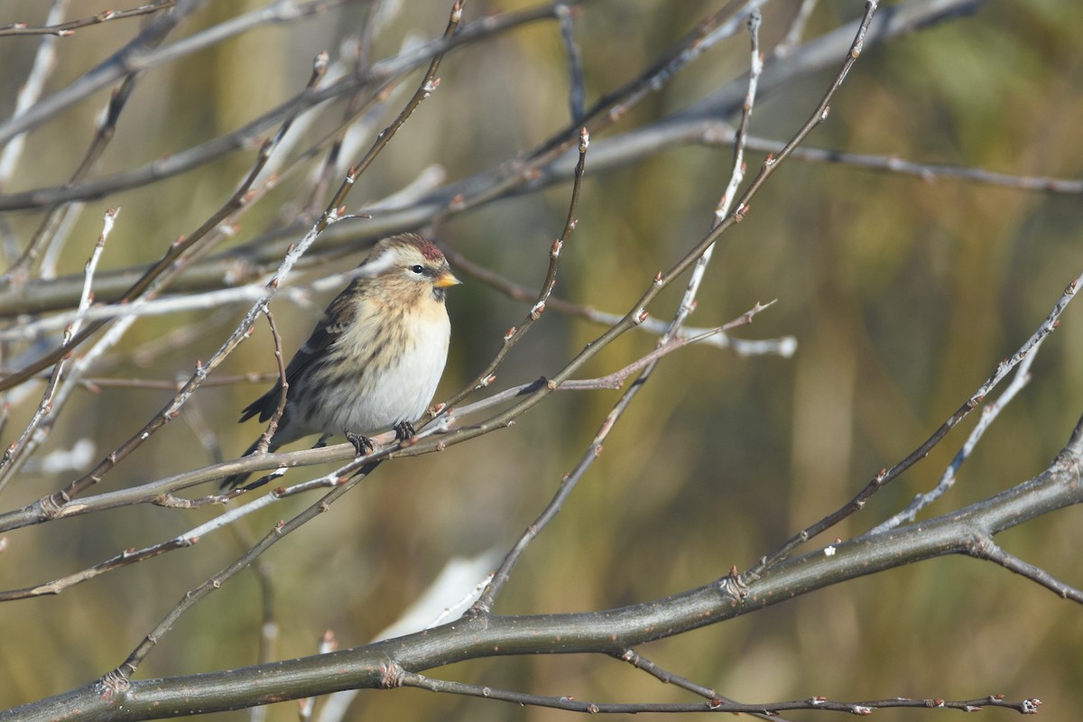 Common/Lesser Redpoll - ML616767571