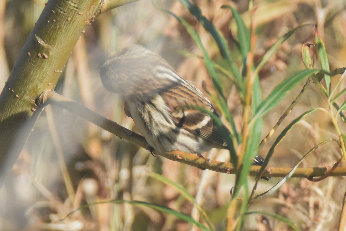 Common/Lesser Redpoll - ML616767572