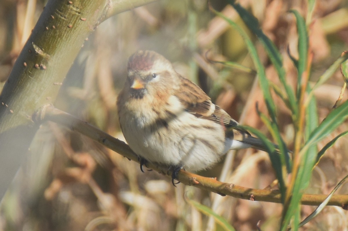 Common/Lesser Redpoll - ML616767573