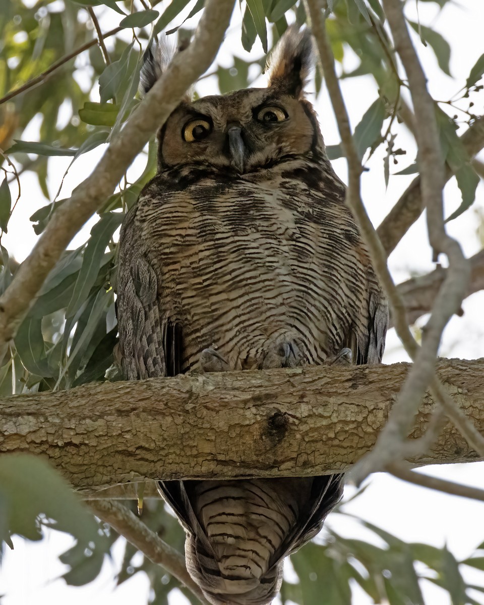 Great Horned Owl - ML616767575