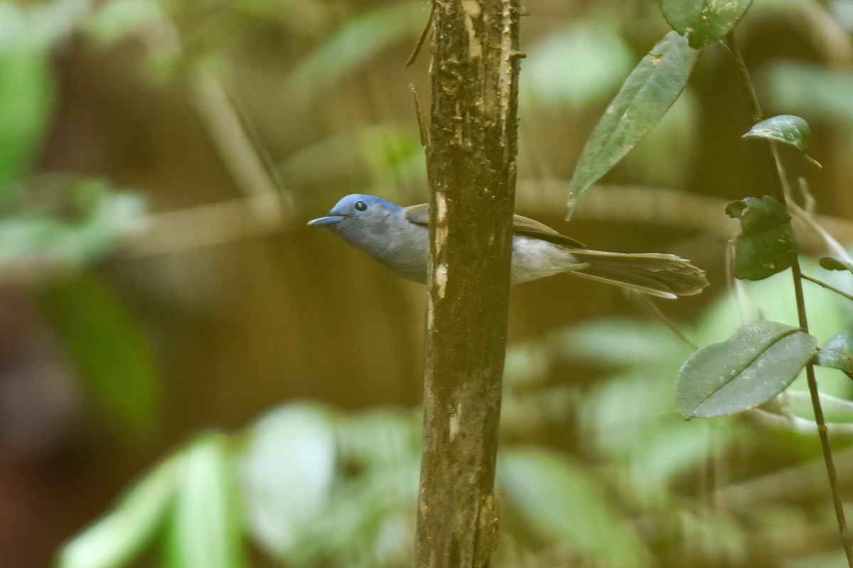 Black-naped Monarch - ML616767777