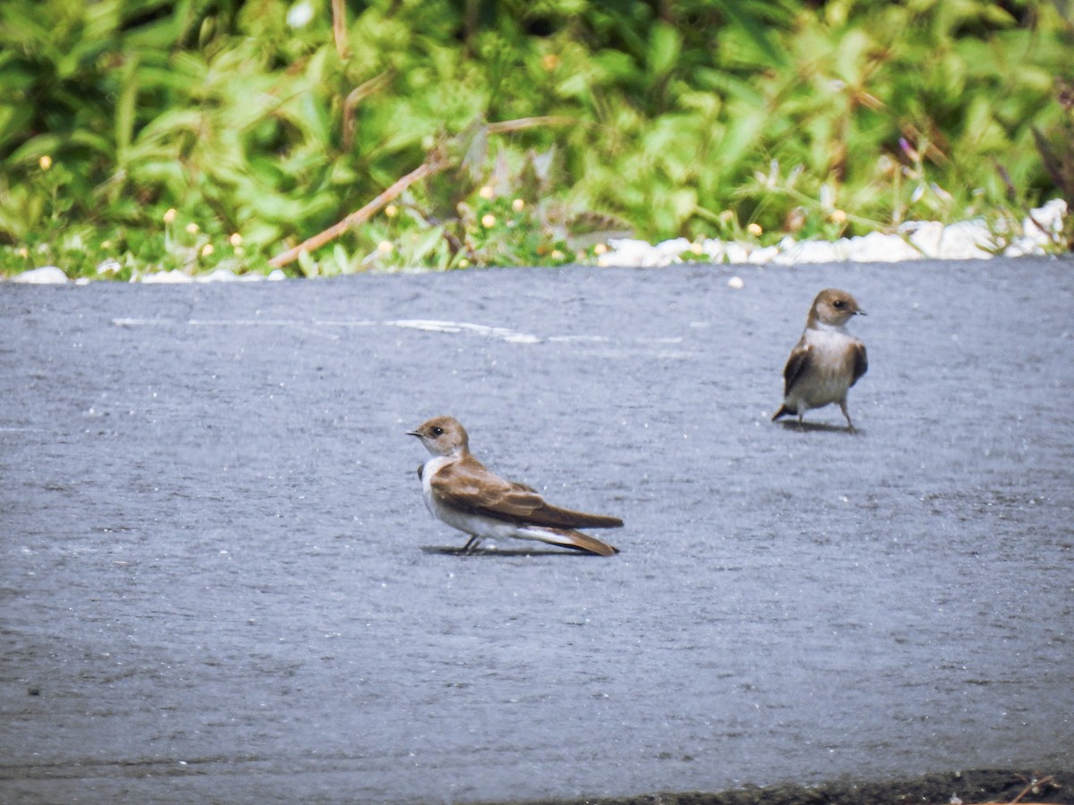 Northern Rough-winged Swallow - Jeff&Jenn Joffray