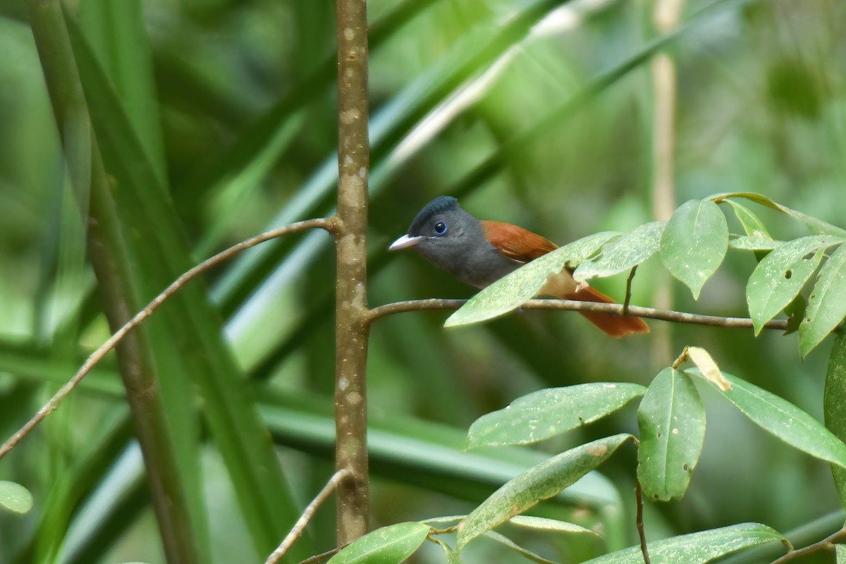 Blyth's Paradise-Flycatcher - Thitiphon Wongkalasin