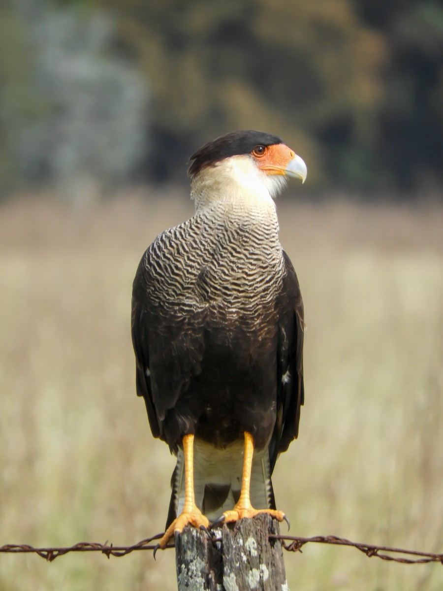 Crested Caracara - ML616767808