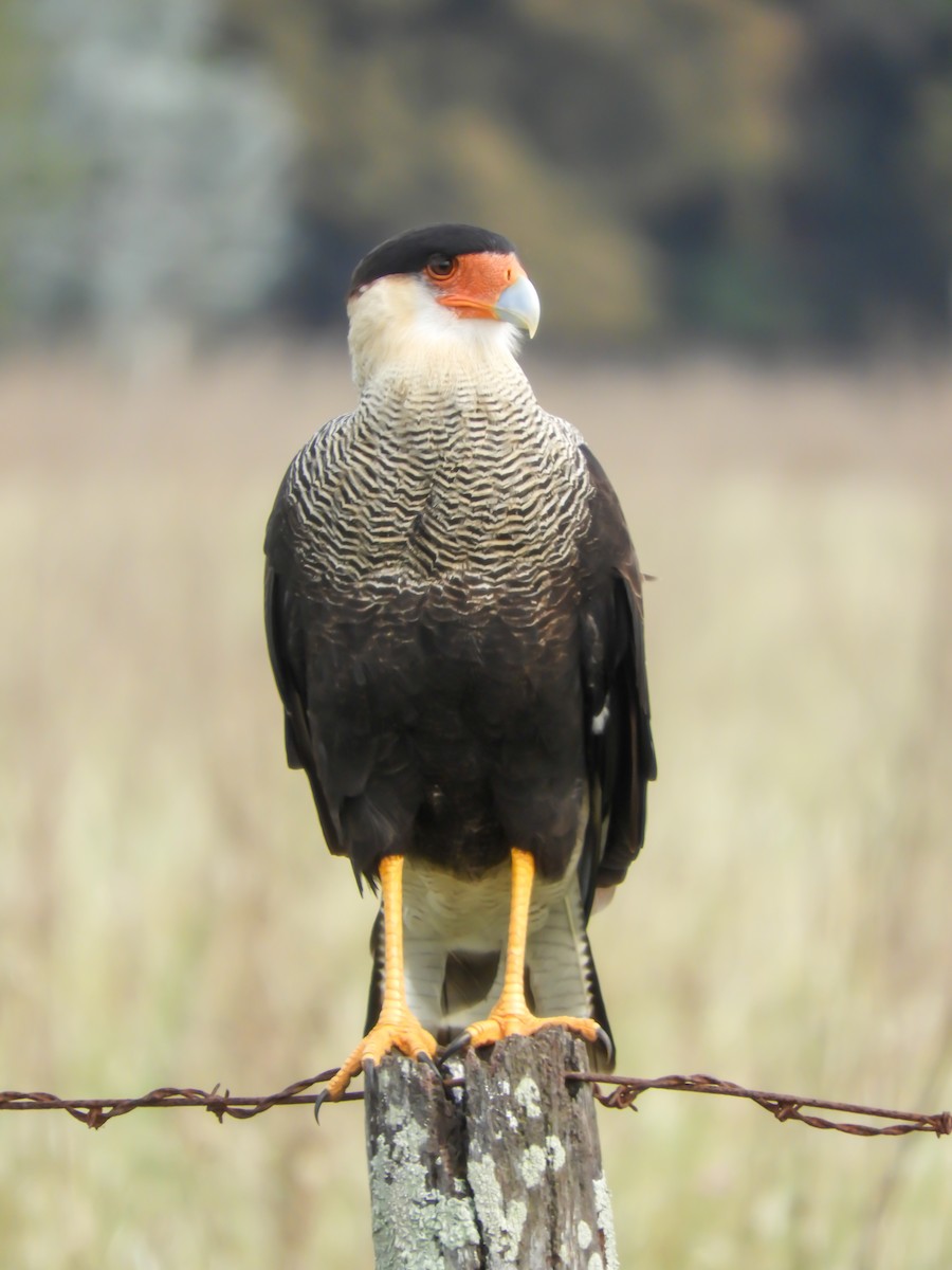 Crested Caracara - Leonardo Zoat