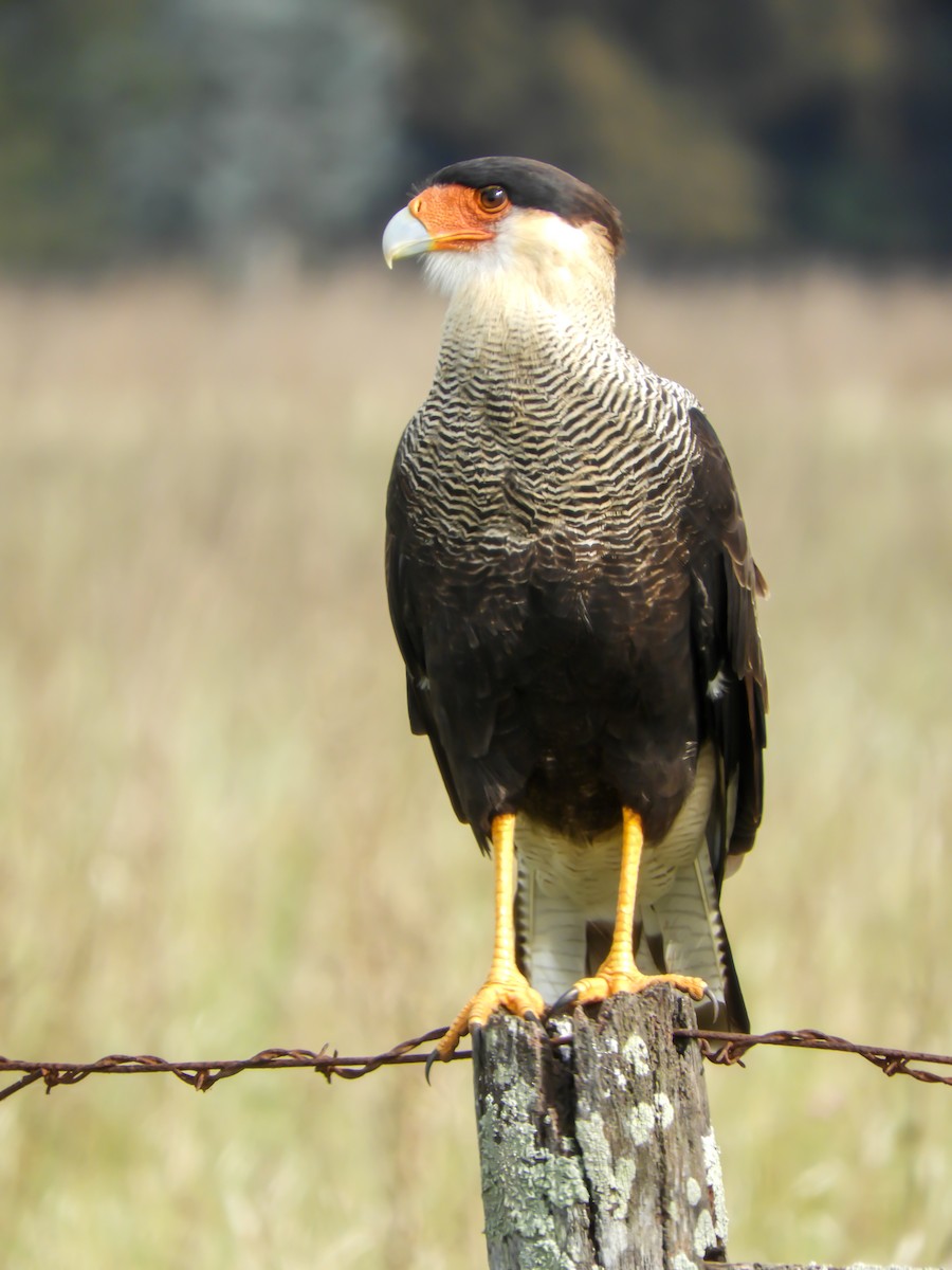 Crested Caracara - Leonardo Zoat