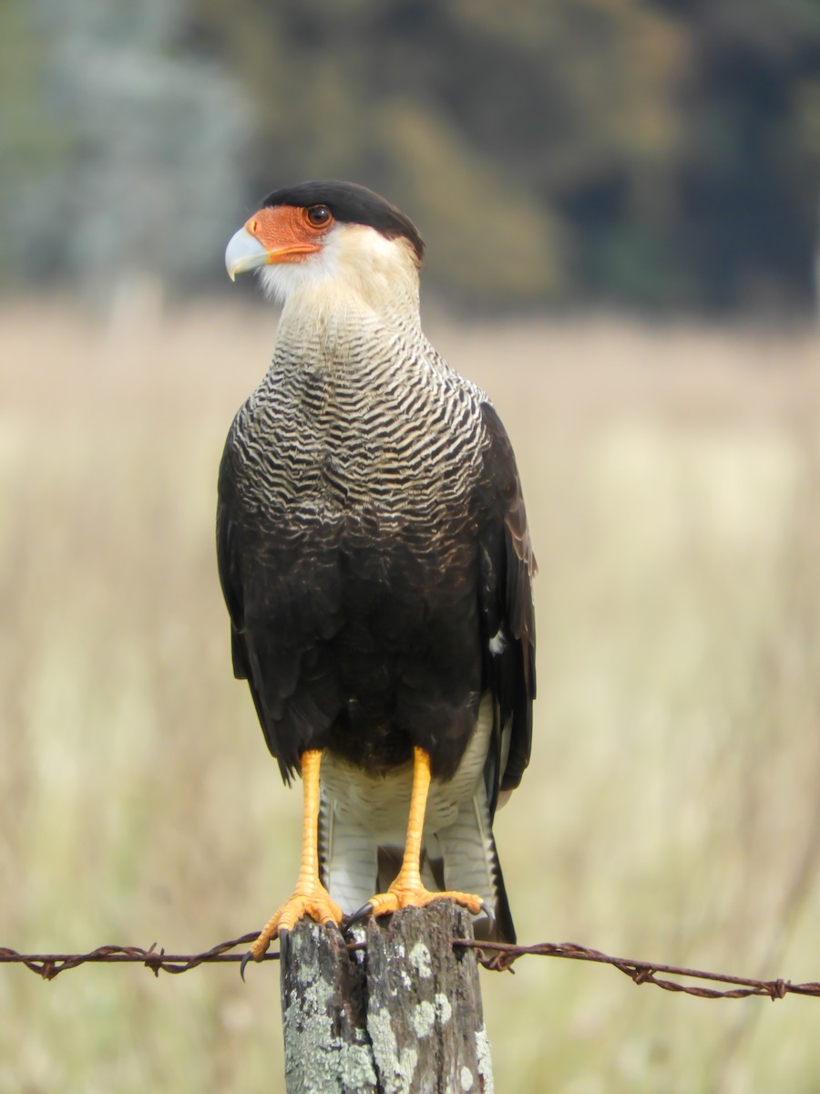 Crested Caracara - Leonardo Zoat