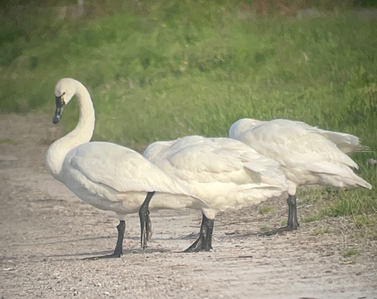 Tundra Swan - Timothy Keyes