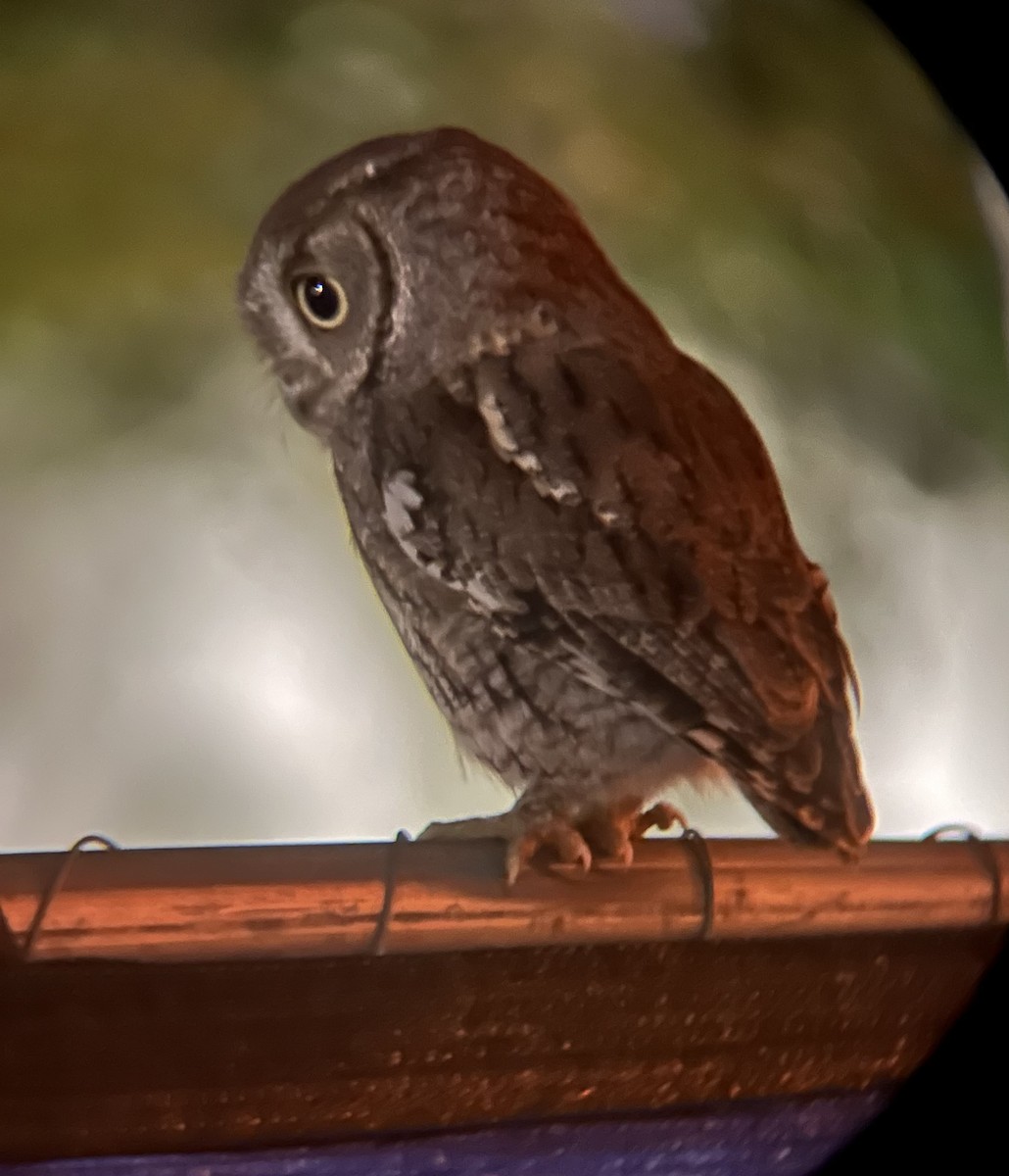 Petit-duc maculé - ML616767831