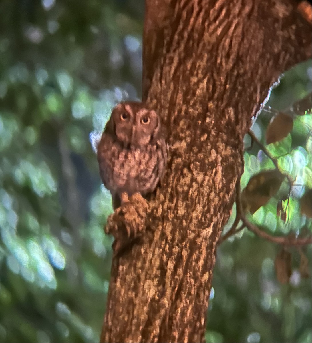 Eastern Screech-Owl - ML616767832