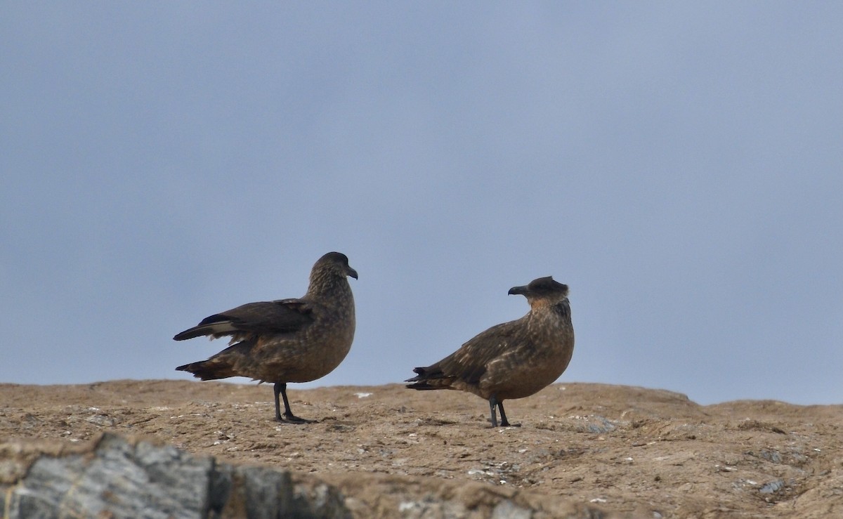 Chilean Skua - ML616767876