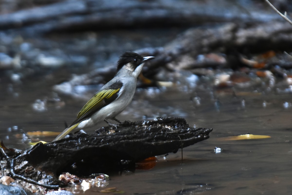 Ashy Bulbul - Thitiphon Wongkalasin